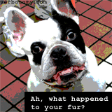 Ah, What happened to your fur?